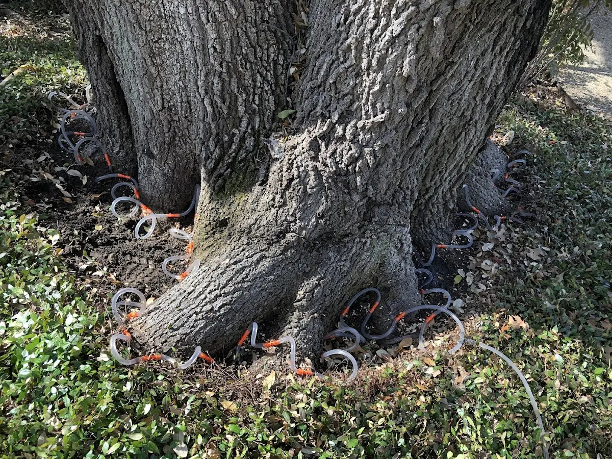 Detailed Tree Cabling and Bracing job site in Stuart